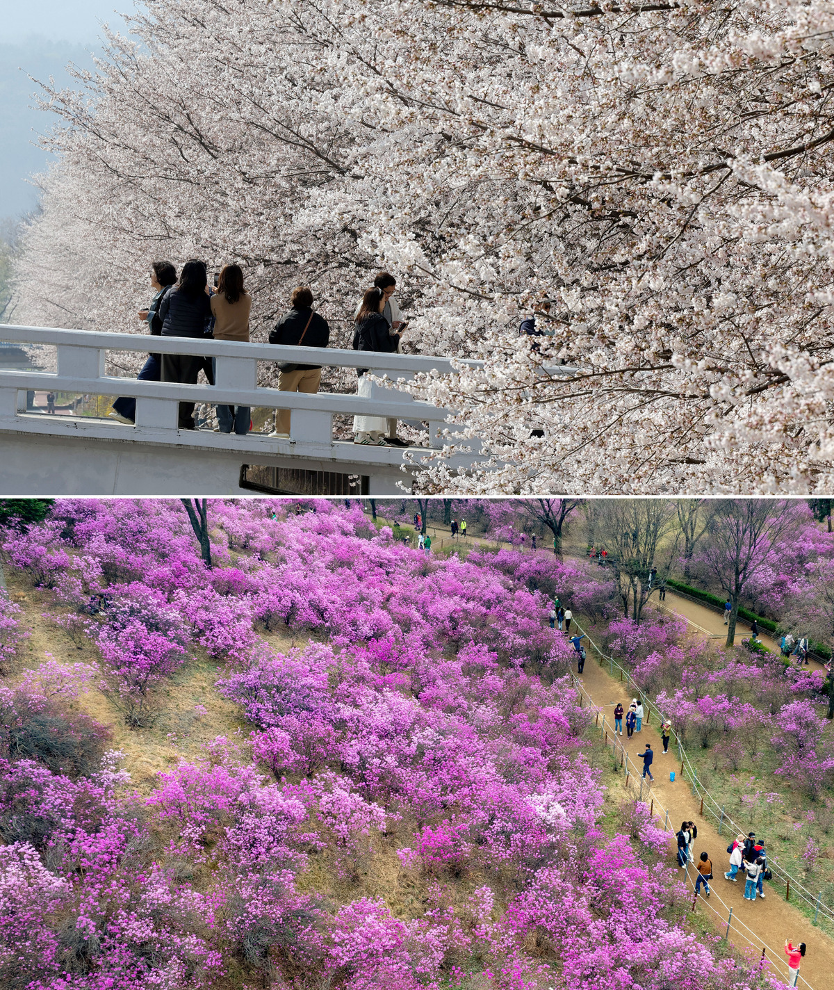 다시 돌아온 벚꽃의 계절…사진으로 돌아보는 한 주의 기록 [한컷한주(週)]