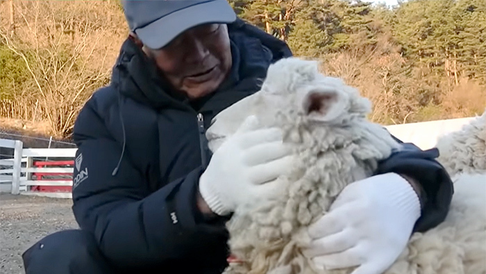 직접 우유를 먹여 키운 양 메리와 교감하는 시간은 그에게 양 떼가 단순한 가축을 넘어 삶을 지탱하는 버팀목임을 증명하는 순간이다. 골라듄다큐 화면 캡처