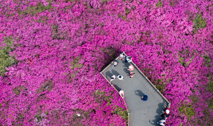 보랏빛 봄소식 알리는 군포 철쭉동산 [한강로사진관]