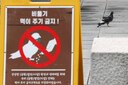 동물단체 “먹이 주기 금지는 비둘기 굶겨 죽이기”