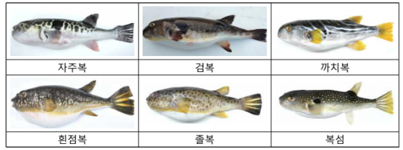 ‘먹어도 되나?’ 독 품은 잡종 복어 등장…식약처 ‘복어도감’ 발간