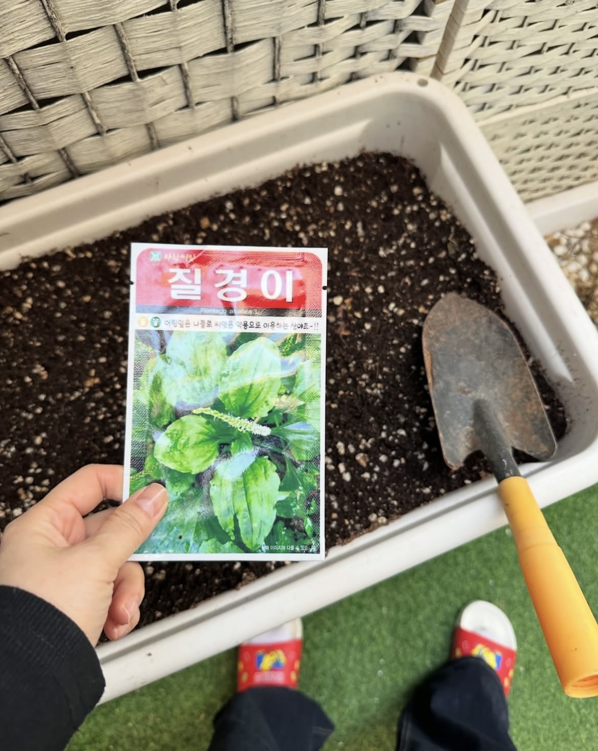 송가인, ‘식집사’ 근황...7월 ‘꽃이 아니면 어떤가’ 발매 앞두고 직접 키운 질경이 공개