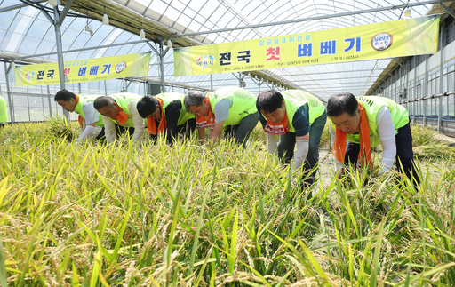 ‘임금님표 이천쌀' 첫 벼 베기