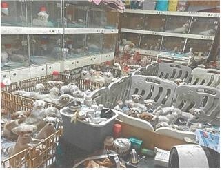 살아 있는 어미 개 배 가른 화성 번식장 업주 1심 징역 1년6개월