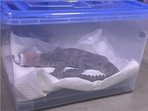 여주 하천에 둥둥 떠다니던 ‘샴악어’ 소유주 입건…“일광욕 시키던중 사라졌다”