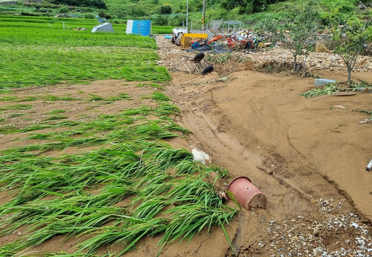 물에 휩쓸린 논. 조희운씨 제공