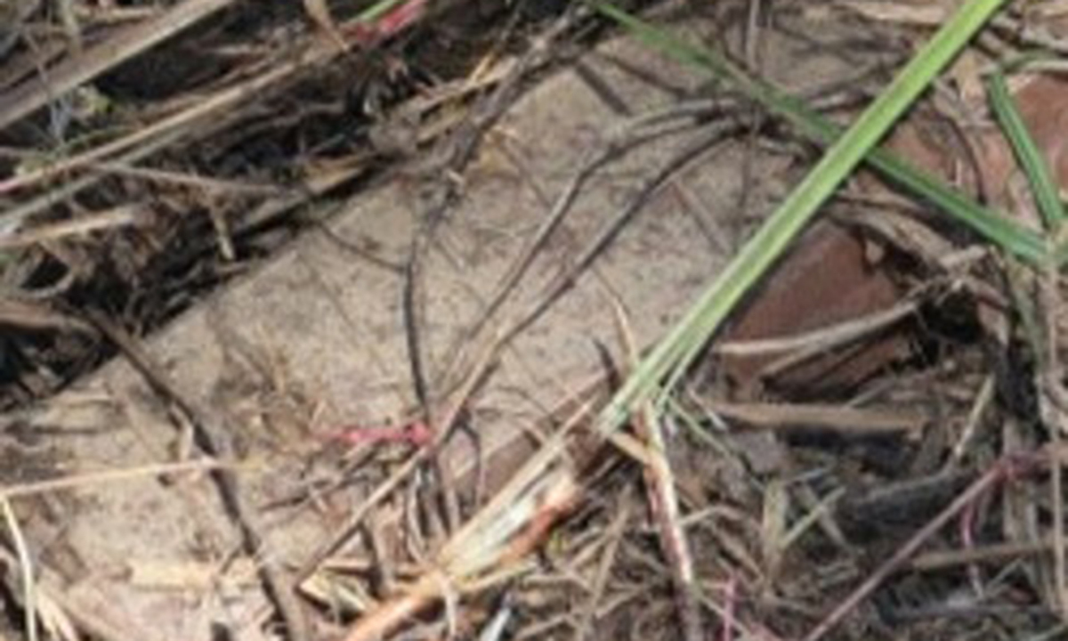 합동참모본부는 지난 29일 실시한 비무장지대(DMZ) 지뢰 폭발 관련 3일차 현장조사에서 발견된 북한의 수지(플라스틱) 반(反)보병지뢰 1발의 추가 사진을 공개했다. 합동참모본부 제공